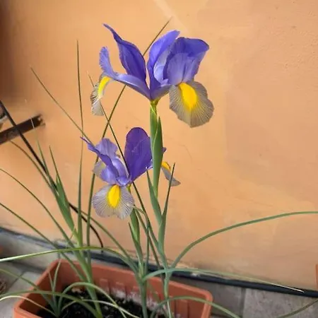 Terrazza Di Antonio 아파트 로마