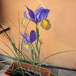 Terrazza Di Antonio 아파트 로마